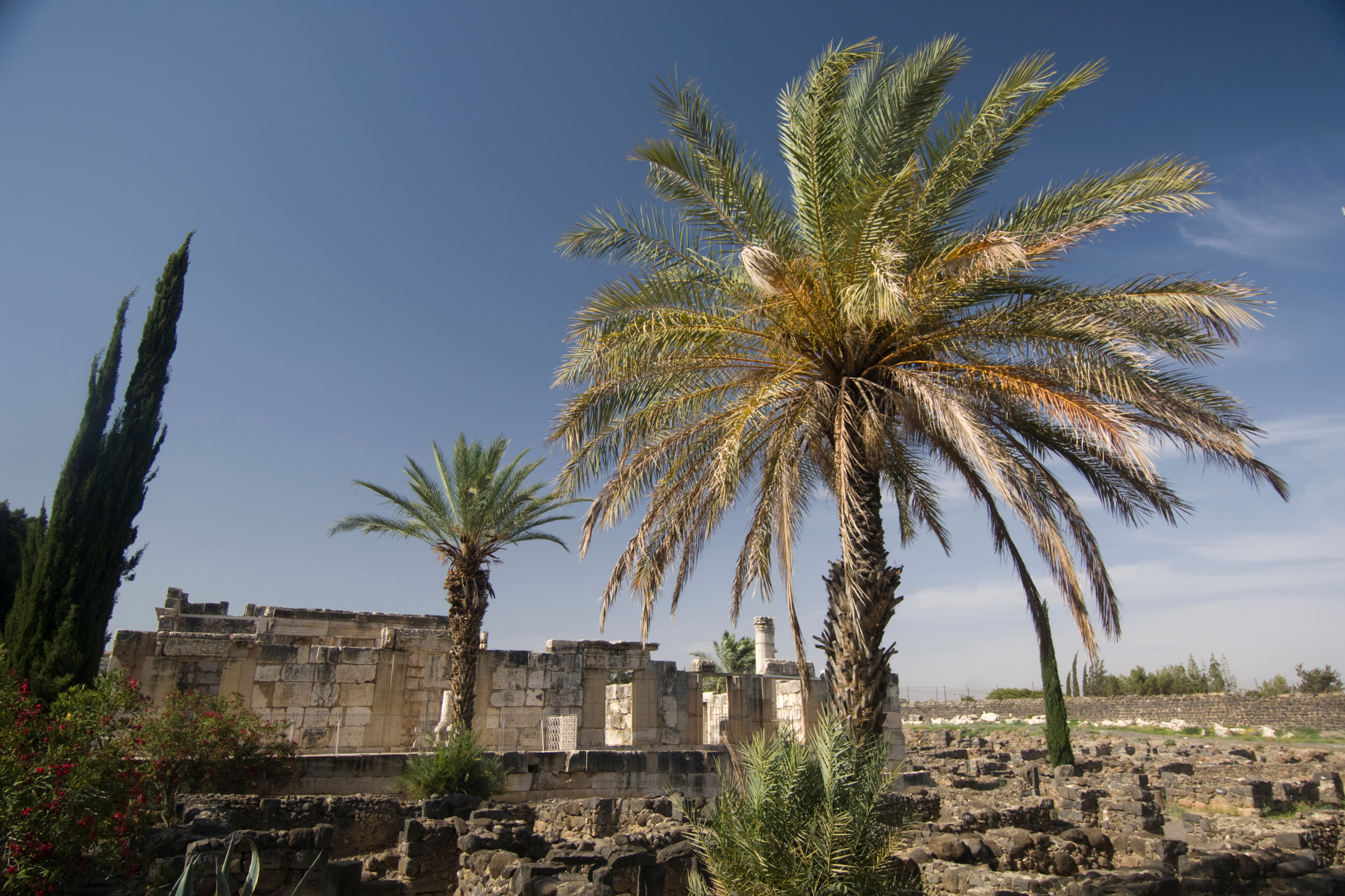 capernaum (3).webp
